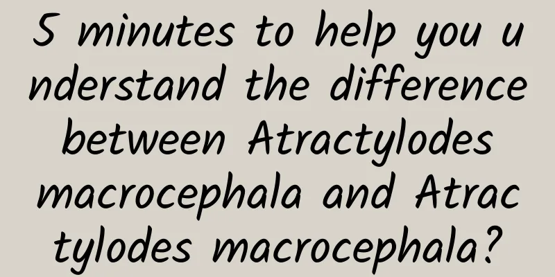 5 minutes to help you understand the difference between Atractylodes macrocephala and Atractylodes macrocephala?