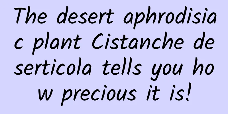The desert aphrodisiac plant Cistanche deserticola tells you how precious it is!