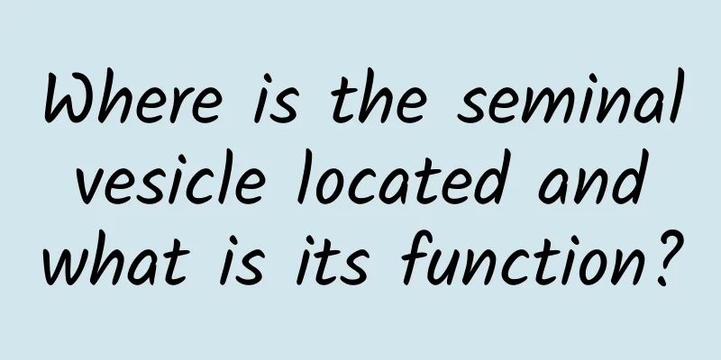 Where is the seminal vesicle located and what is its function?