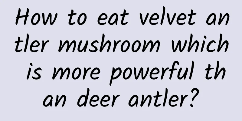 How to eat velvet antler mushroom which is more powerful than deer antler?