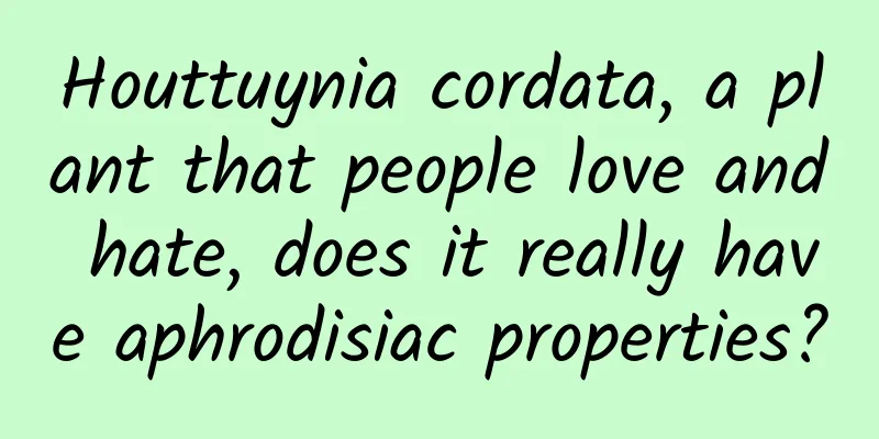 Houttuynia cordata, a plant that people love and hate, does it really have aphrodisiac properties?
