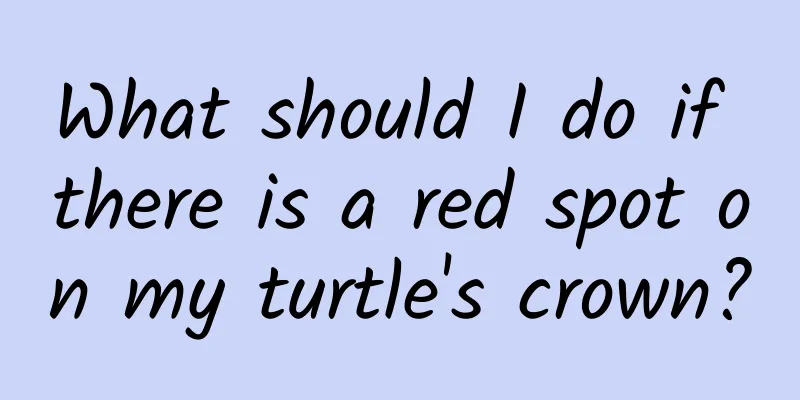 What should I do if there is a red spot on my turtle's crown?