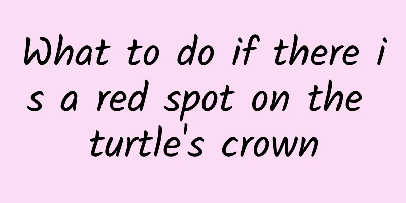 What to do if there is a red spot on the turtle's crown