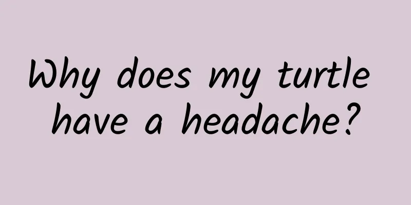 Why does my turtle have a headache?