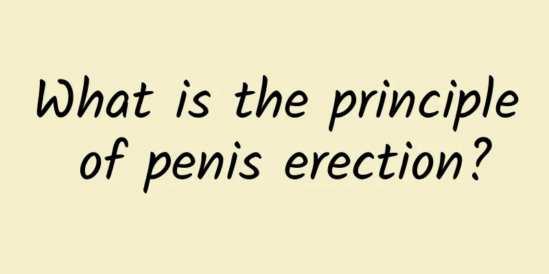 What is the principle of penis erection?