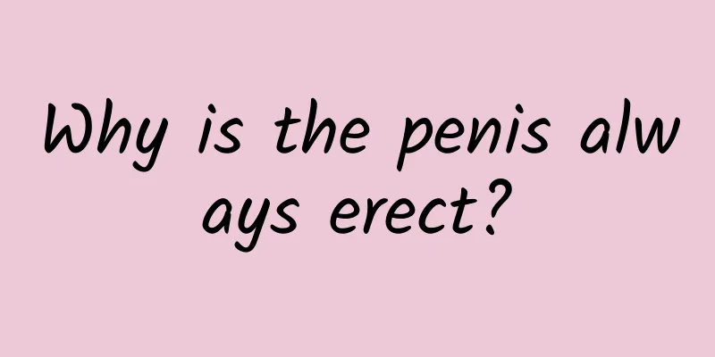 Why is the penis always erect?