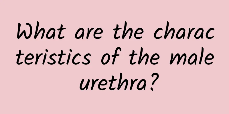 What are the characteristics of the male urethra?