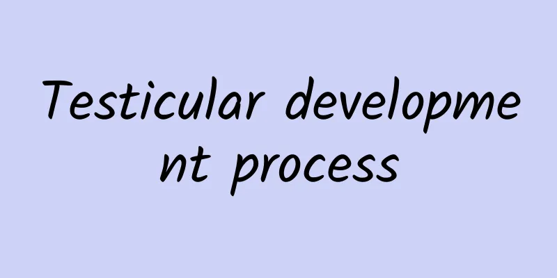 Testicular development process
