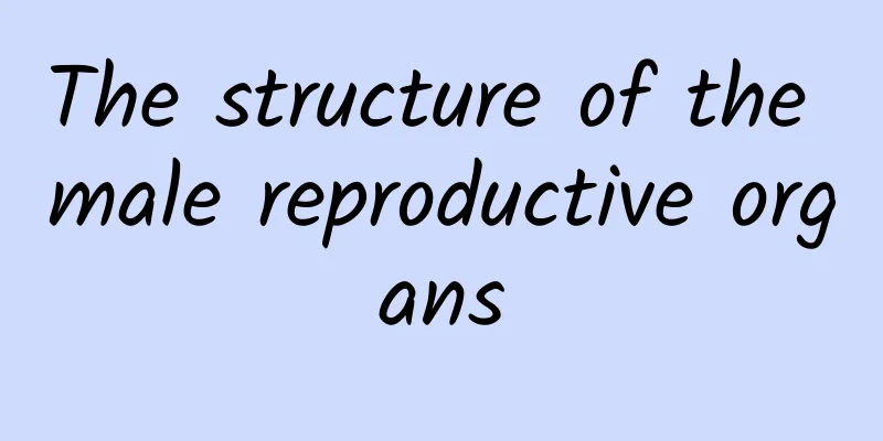 The structure of the male reproductive organs