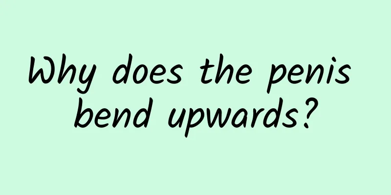 Why does the penis bend upwards?